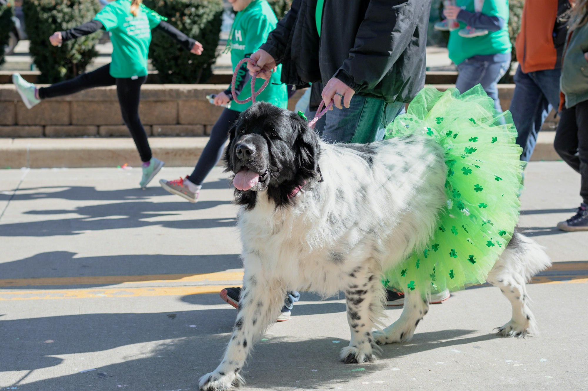 Dog dressed up in green tutu for St. Patrick’s Day parade
